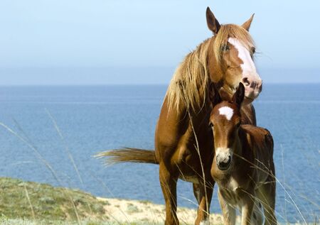 Mare and foal  in front of the sea. Crimea. Ukraineの写真素材