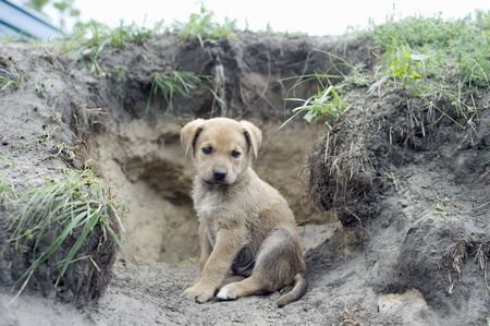  Homeless puppy near the holeの写真素材