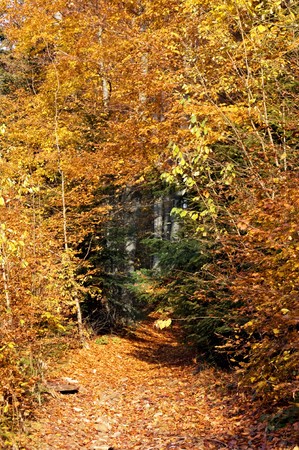 Beautiful autumn forest in the Carpathian mountain. Ukraineの写真素材