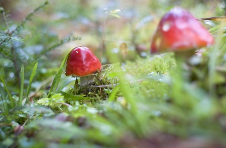 Close-up picture of a Amanita poisonous mushroom in natureの写真素材