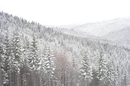 Snow covered trees in Carpathians Mountains. Ukraineの写真素材