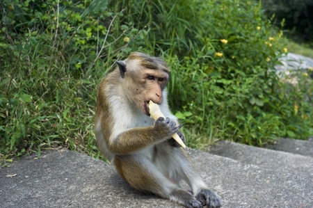 Monkey eating ice-reamの写真素材