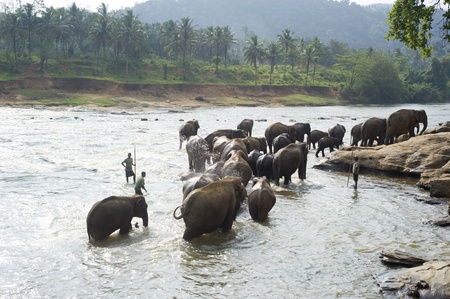 Pinnewala, Sri Lanka - Feb 18, 2011:Elephants from the Pinnewala Elephant Orphanage enjoy their daily bath at the local river.のeditorial素材