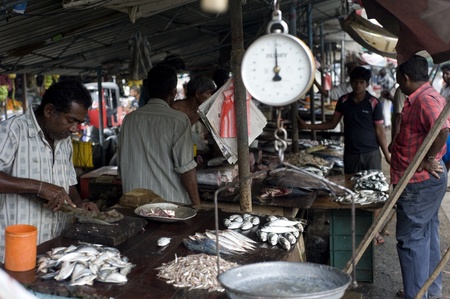 Galle, Sri Lanka - January 27th, 2011:seller at a fish marketのeditorial素材