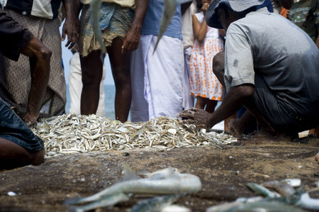 Hikkaduwa, Sri Lanka - Feb 19, 2011: Lokal fishermans selling fish on the beach. Fishing in Sri Lanka is a tough job but this is the way they earn their livingのeditorial素材