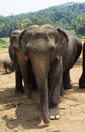 Elephants at Elephant Orphanage in Pinnawela, Sri Lankaの写真素材