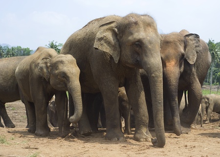 Elephants at Elephant Orphanage in Pinnawela, Sri Lankaの写真素材