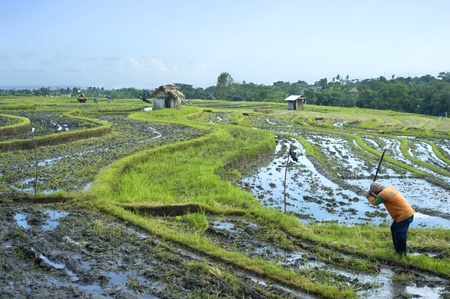 Bali, Indonesia - April 19,2011:  Local people working on the rice field. Rice, to the Balinese, is more than just the staple food; it is an integral part of the Balinese culture.のeditorial素材