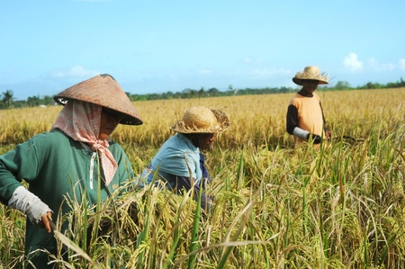 Bali, Indonesia - April 19,2011:  Local people working on the rice field. Rice, to the Balinese, is more than just the staple food; it is an integral part of the Balinese culture.のeditorial素材