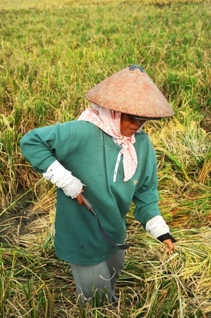 Bali, Indonesia - April 19,2011:  Local women working on the rice field. Rice, to the Balinese, is more than just the staple food; it is an integral part of the Balinese culture.のeditorial素材