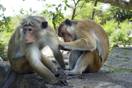 Two monkey in the forest. Sri Lankaの写真素材