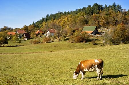 Cow grazing on a field in small Serbian villageの写真素材