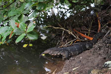 Large monitor lizard in the grass, Sri Lankaの写真素材