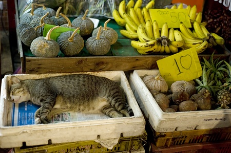 Cat sleeping at street market in Bangkok's Chinatownの写真素材