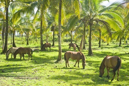 Herd of horses grazing under the palms. Philippinesの写真素材