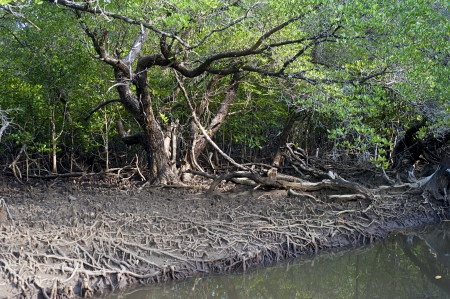 Mangrove forest on Koh Chang island, Thailandの写真素材