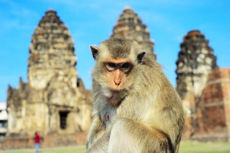 Closeup portrait of a monkey in front of Prang Sam Yot, the Khmer temple in Lopburiの写真素材