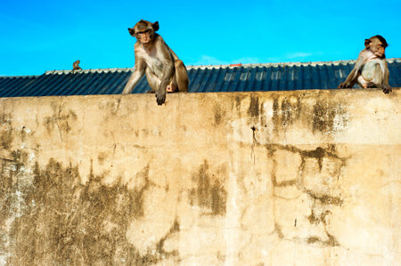 Monkyes sitting on the wall in Lopburi, Thailand