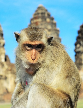 Closeup portrait of a monkey in front of Prang Sam Yot, the Khmer temple in Lopburiの写真素材