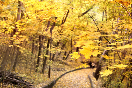 Autumn alley in the day. Sharpness on a leafの写真素材