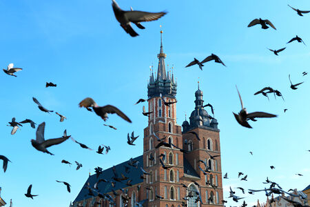 Pigeon flying above St. Mary's Church at the Main Market Square in Krakow, Poland.の写真素材