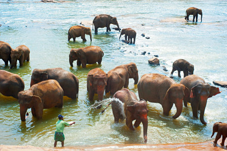 PINNAWELA, SRI LANKA - FEBRUARY 18, 2011: Elephants from the Pinnawela Elephant Orphanage in Pinnawela, Sri Lanka. Pinnawela Elephant Orphanage is an orphanage ground for wild elephantsのeditorial素材