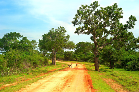 Monkeys on a country road in a national park of Sri Lankaの写真素材