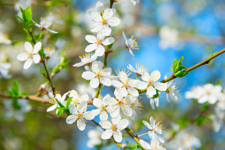 Colorful apricot blossom tree in the spring sunny day