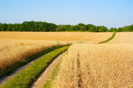 Road in a wheat field. Focus on foreground. Ukraine
