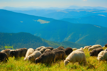 Herd of sheeps grazing  on top of mountains inの写真素材