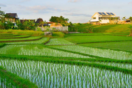 Villas in Balinese rice fields at sunset. Bali  island, Indonesiaの写真素材