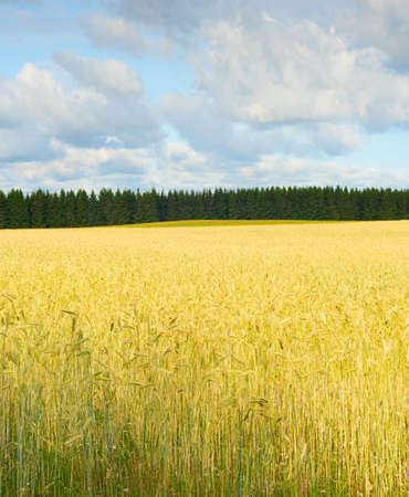 Landscape with wheet field ready for crop in the morning light. Estoniaの写真素材