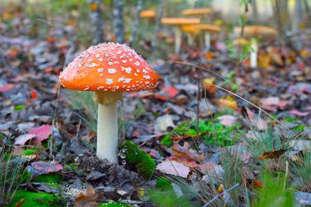 Amanita mushroom in the autumnal forest. Close-up viewの写真素材
