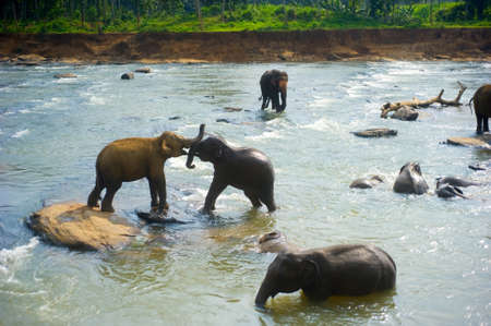 Elephants bath in a river at Pinnawala Elephants Orphanage. Sri Lankaの写真素材