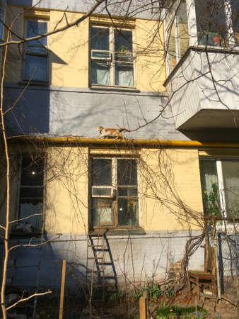 Typical old building yard with cats. Kiev, Ukraineの写真素材