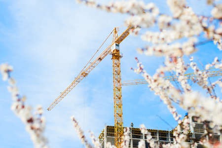 Spring blossom tree and construction crane in the backgroundの写真素材