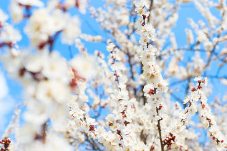 White apricot tree spring blossom flowersの写真素材