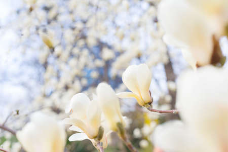 Beautiful magnolia bloosom tree flowers in the spring. Selective focusの写真素材