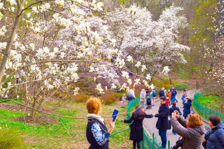 KIEV, UKRAINE - APRIL 23, 2021: People at blossom magnolia tree alley in botanical garden.のeditorial素材