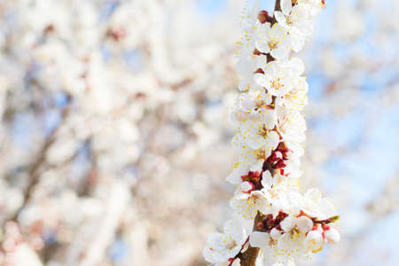 Apricot tree spring blossom flowers. Selective focus, blurの写真素材