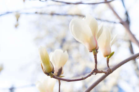 Beautiful magnolia bloosom tree flowers in the spring. Selective focusの写真素材