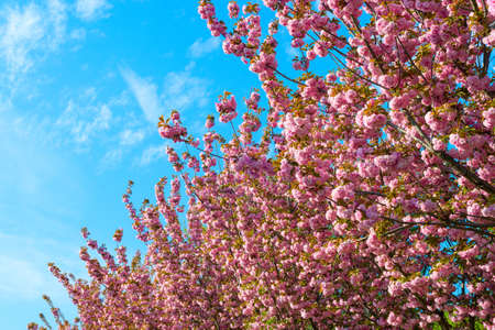 Blooming flowers of sakura tree in the spring. Backgroundの写真素材