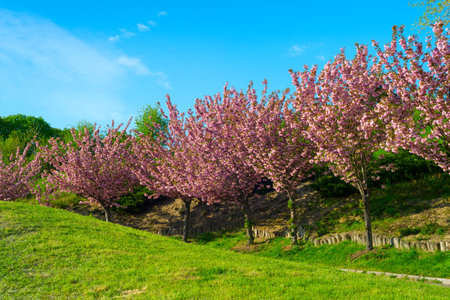 Blooming sakura trees alley in Botanical Grarden. Kiev, Ukraineの写真素材