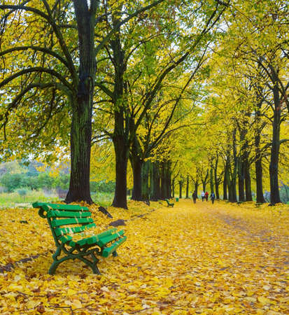 Bench coverd by autumn colorful leaves at the beautifull alley in Botanical garden park. Kiev, Ukraineの写真素材