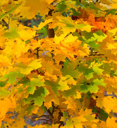 Beautiful autumn tree at sunset. Focus on foregroundの写真素材