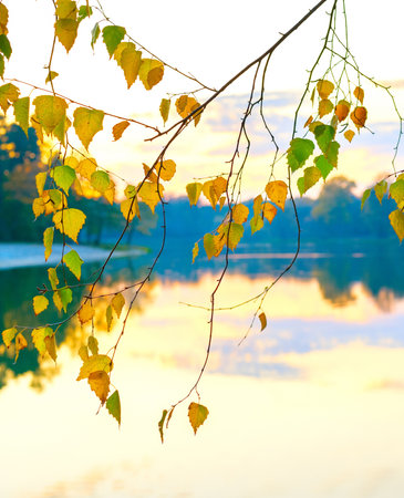 Autumn birch tree leaves at sunset, lake in the backgroundの写真素材