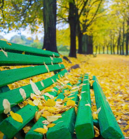 Bench coverd by autumn colorful leaves at the beautifull alley in Botanical garden park. Kiev, Ukraineの写真素材