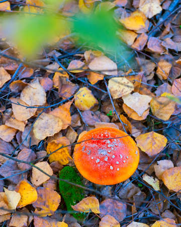 Amanita mushroom in the autumnal forest. VIew from aboveの写真素材