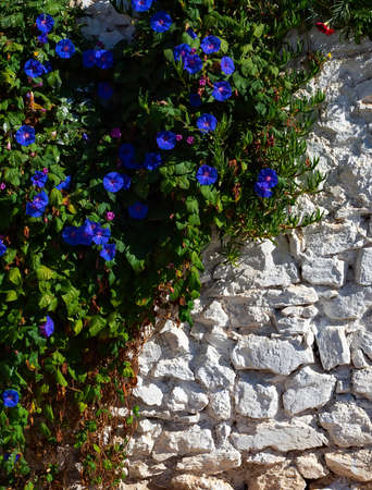 Bindweed flowers over the white brick wall, sunlight, texture, wallpper, backgroundの写真素材