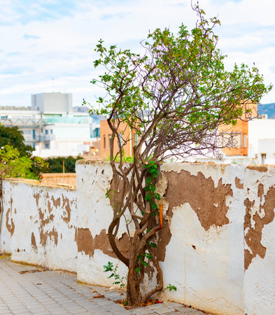 Tree by shabby fencing, Cartagena architecture and mountain view in background, Spainの写真素材